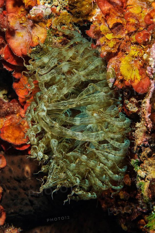 Close-up of sea anemone
