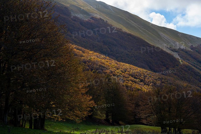 Foliage in the woods in Autumn