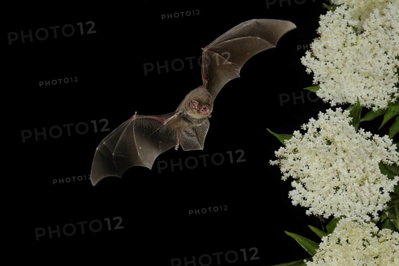 Common bent-wing bat