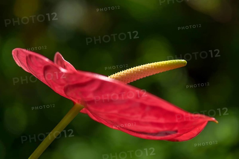 Flower of a large flamingo flower
