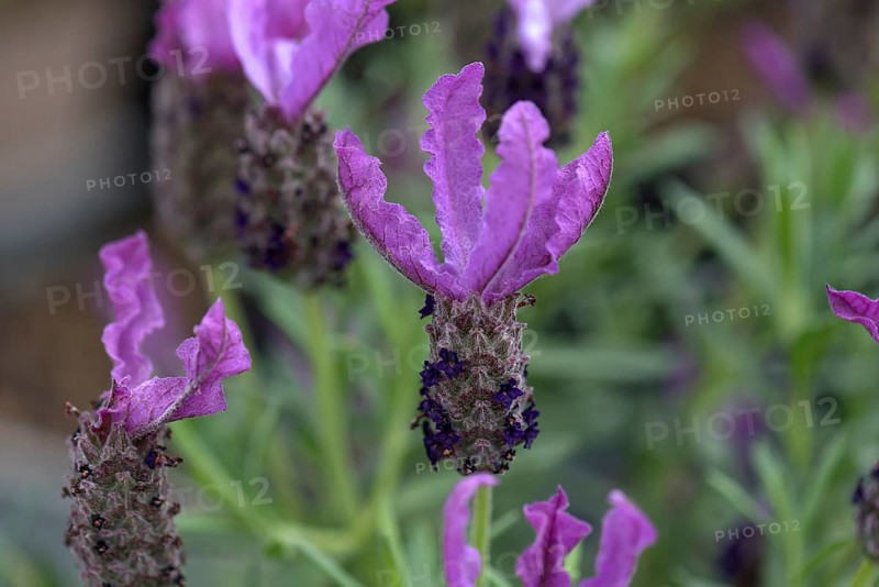 Bush of a lavender