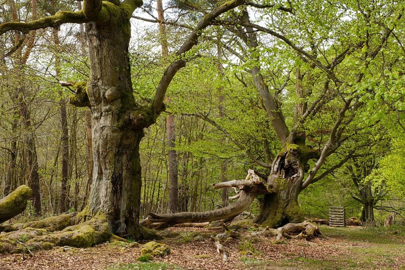 Knotty beech