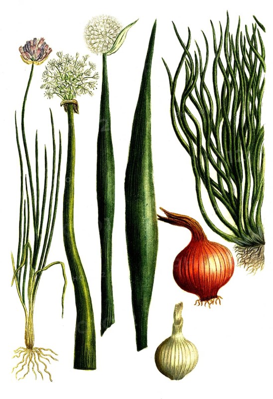 Cepa alba