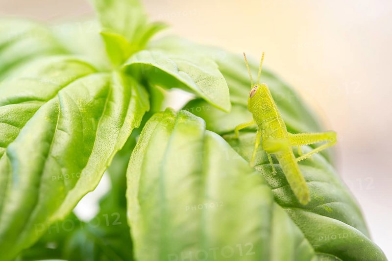 Small green grasshopper close-up resting on basil leaves
