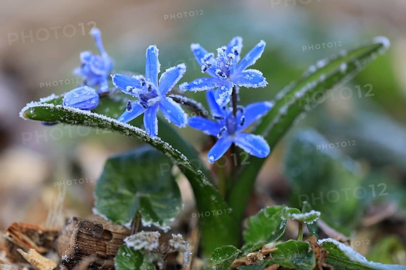 Squill