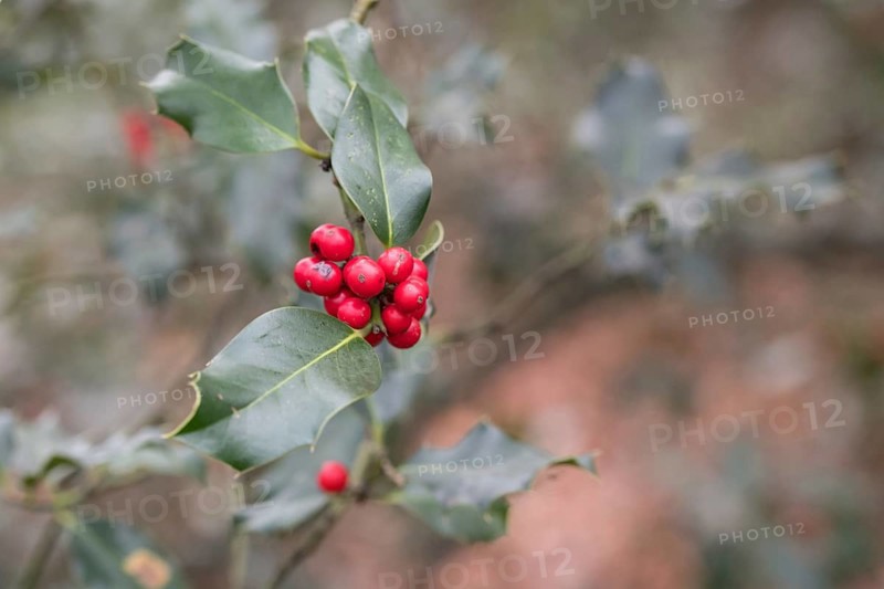 Holly