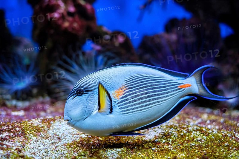 Colorful tropical fish Sohal Surgeonfish