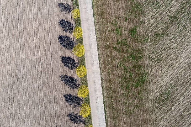 Sieben Laubbaeume werfen Schatten auf einen Acker