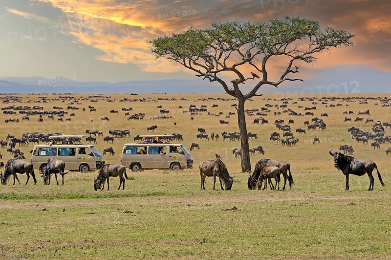 Wildebeest