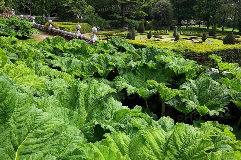 Gunnera