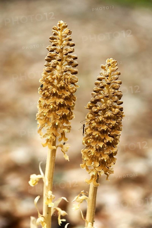 Bird's-nest orchid