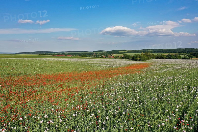 Field with Waldviertel grey poppy