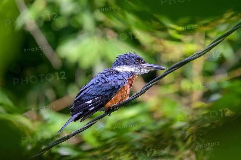 Ringed kingfisher