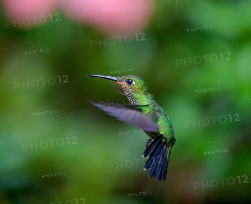Green-crowned brilliant