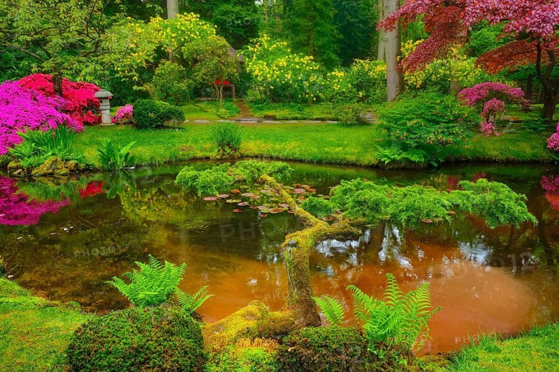 Little Japanese garden after rain