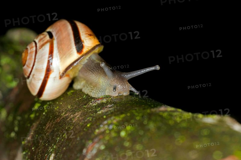 Hain-Baenderschnecke