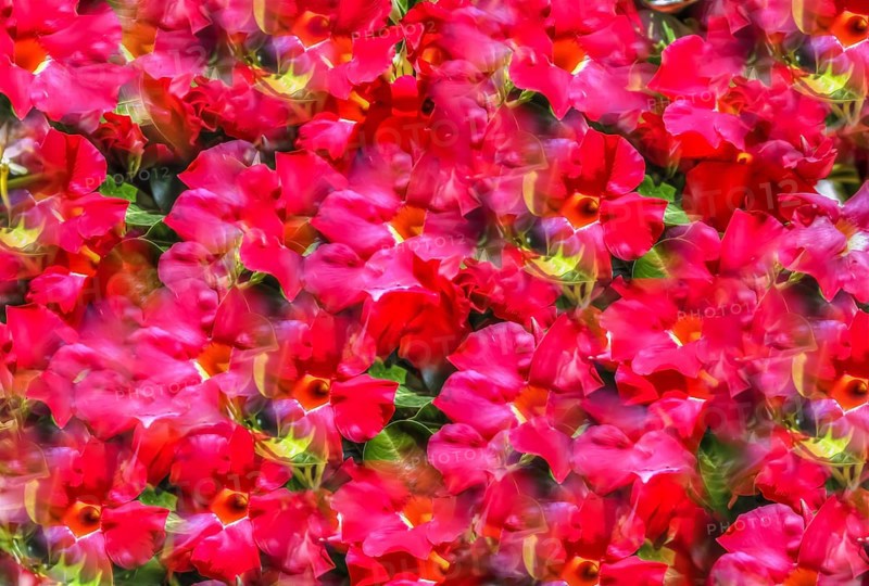 Flowers creative