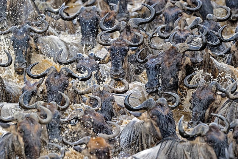 Wildebeest