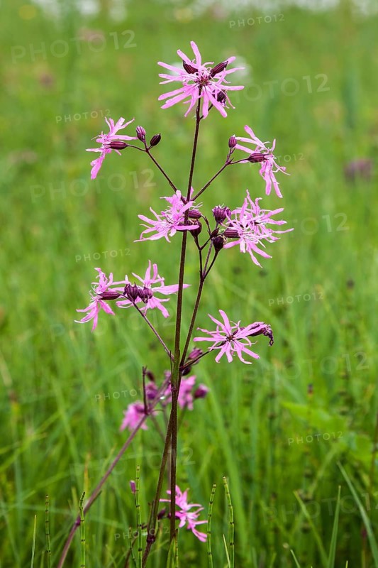 Cuckoo's campion