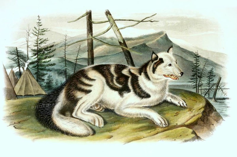 Indian hare dog is an extinct domesticated dog