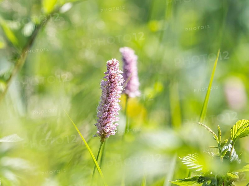 Meadow bistort
