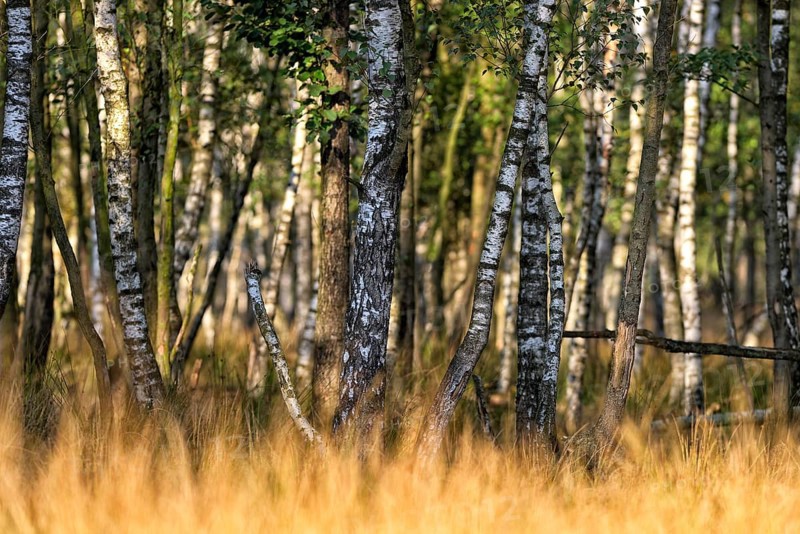 Warty birch