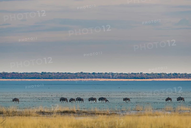 Blue wildebeest
