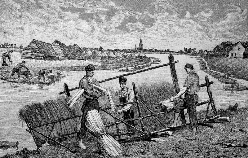 Harvesting flax and preparing it for drying