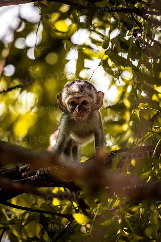 Vervet monkey