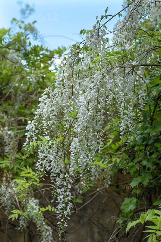 White chinese wisteria