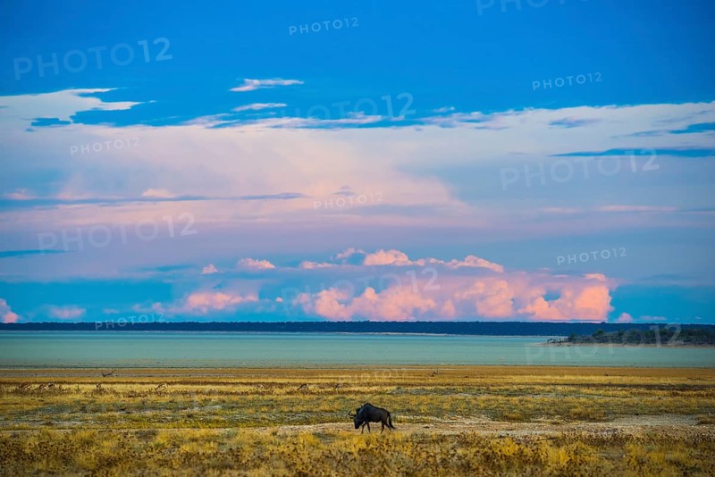 Landscape at the edge of the salt pan in the morning light