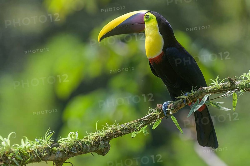 Black-mandibled toucan