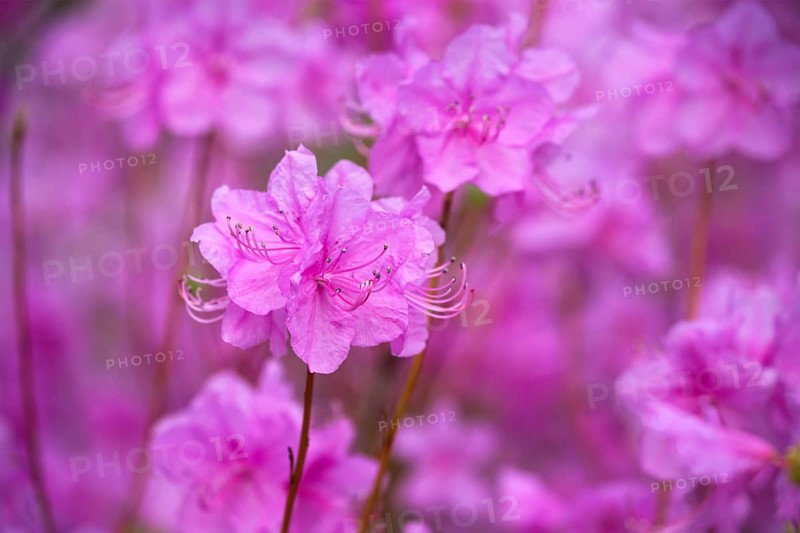 Rhododendron Mucronulatum Korean Rhododendron flower close up. Seoul