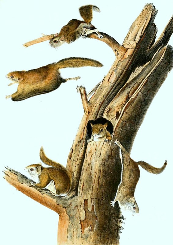 Japanese giant flying squirrel