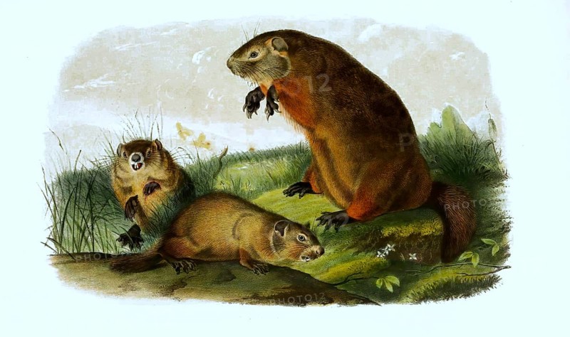 Woodchuck