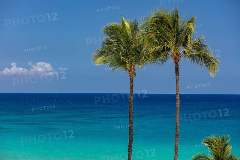 Palm trees in front of turquoise sea