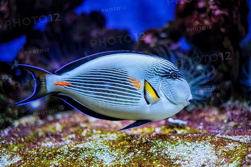 Colorful tropical fish Sohal Surgeonfish