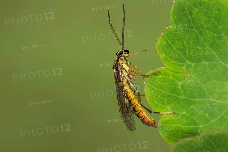 Stalk wasp