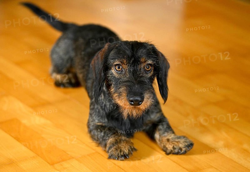 Rough-haired dachshund