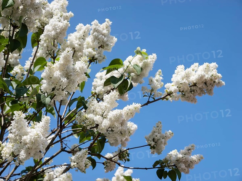 White common lilac
