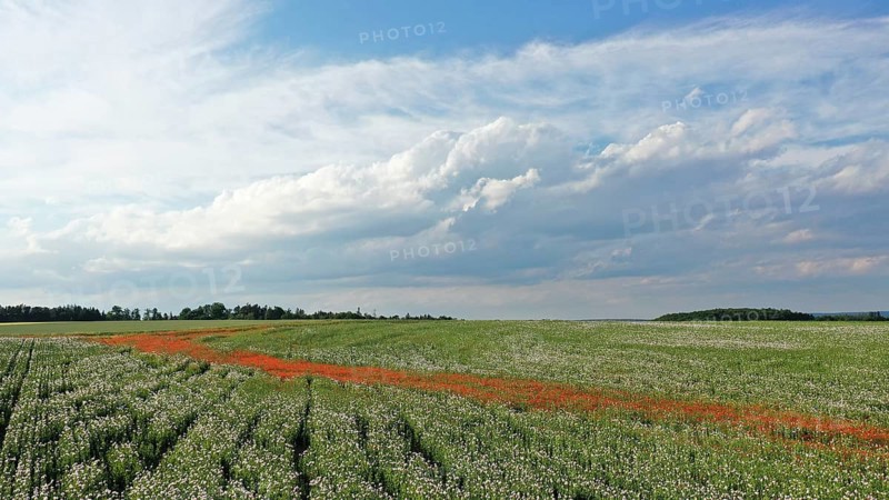 Field with Waldviertel grey poppy