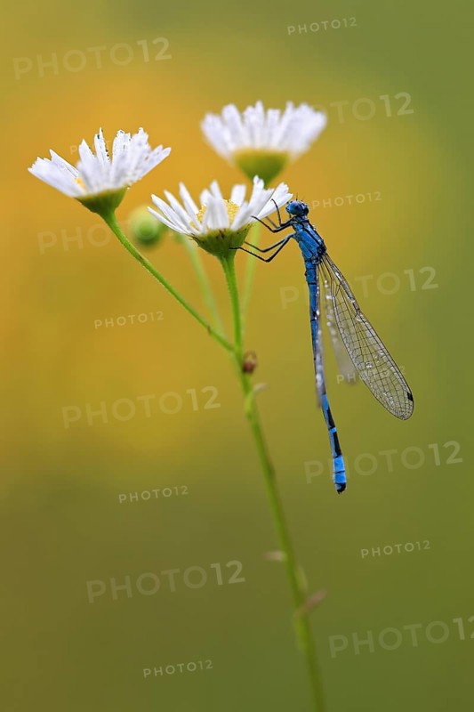 Horseshoe damselfly