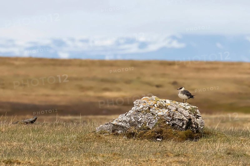 Arctic skua