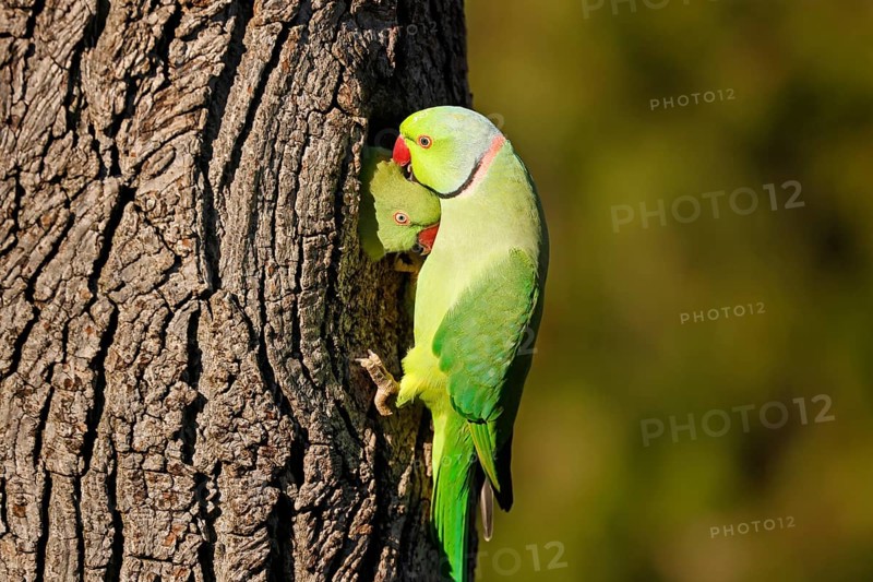 Two collared parakeets