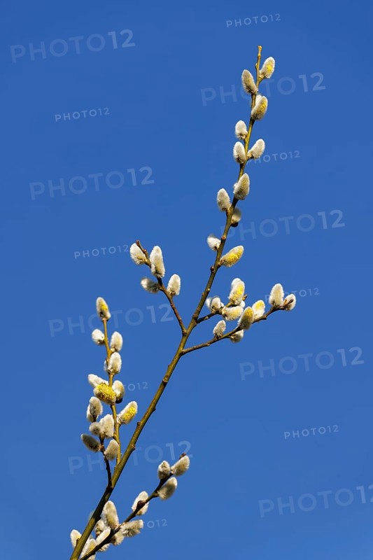 Goat willow