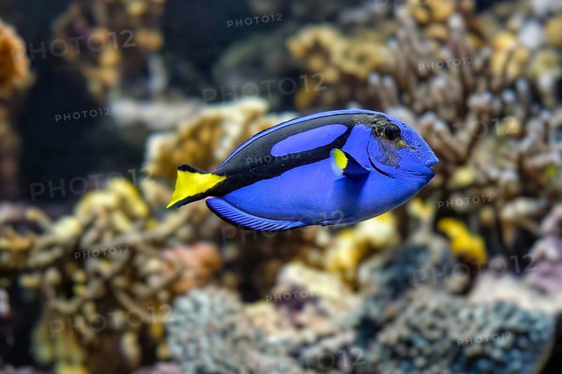 blue surgeonfish