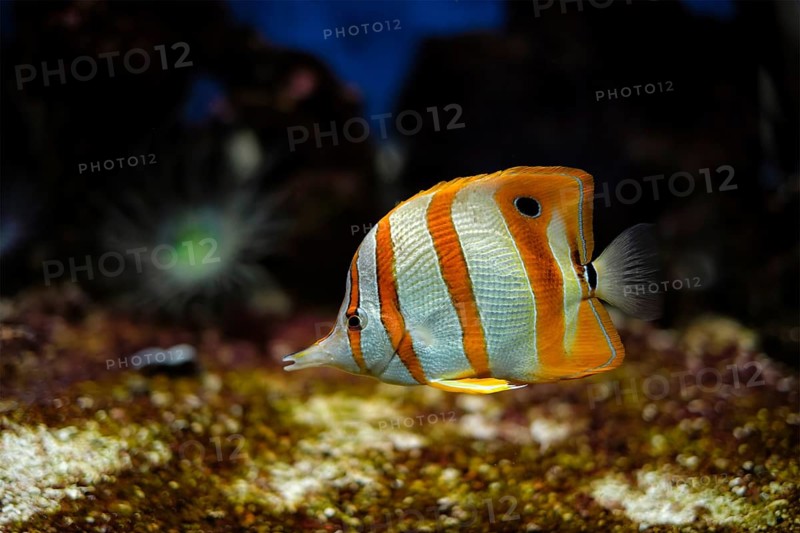 Copperband butterflyfish