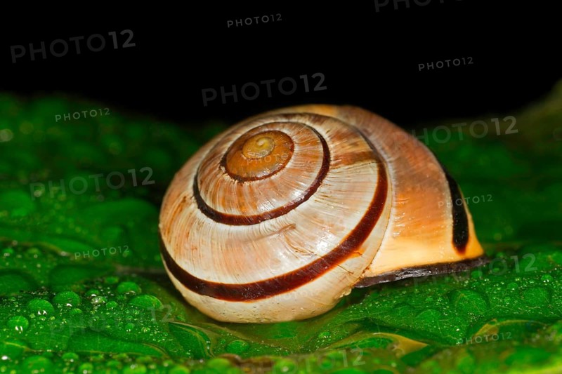Das Gehaeuse einer Hain-Baenderschnecke