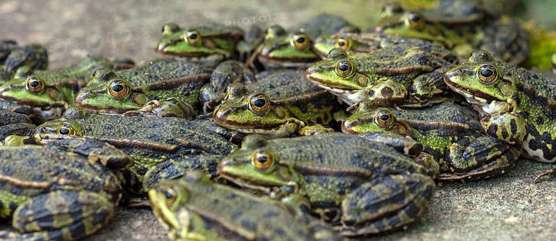 Green frogs