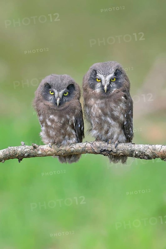 Tengmalm's Owl